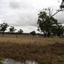 Collingullie