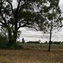 Collingullie