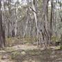 Coolah Tops National Park