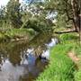 Cox's River at Duddawarra Bridge