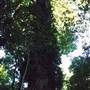 Crystal Shower Falls - Dorrigo National Park