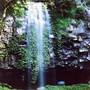 Crystal Shower Falls - Dorrigo National Park