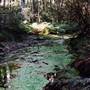 Crystal Shower Falls - Dorrigo National Park