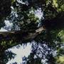 Dorrigo National Park
