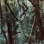 Dorrigo National Park