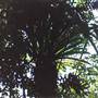 Dorrigo National Park