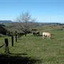 Dorrigo National Park