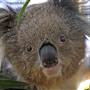 Shoalhaven Zoo