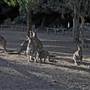 Shoalhaven Zoo