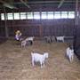 Calmsley Hill City Farm