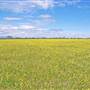Meadows - Narrabri Area