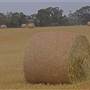 Gilgandra Rural Area