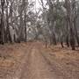 Hay State Forest - Murrumbidgee Valley Regional Park