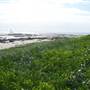 Iluka