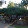 Japanese Gardens Cowra