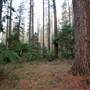 Jenolan State Forest - Ferns