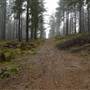 Jenolan State Forest