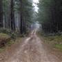 Jenolan State Forest