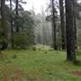 Jenolan State Forest