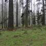 Jenolan State Forest