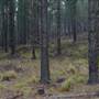 Jenolan State Forest