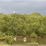 Kooragang Wetlands - Hunter Wetlands National Park