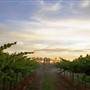 Leeton Shire