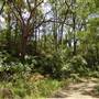 Lane Cove National Park