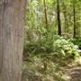 Lane Cove National Park