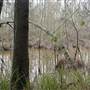 Nambucca Swamp
