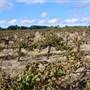 Rosemount Vineyard