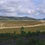 Rosemount Vineyard