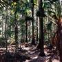 Sugar Creek trail - Wallingat National Park