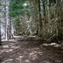 The Firs Picnic Area - Stewarts Brook State Forest