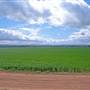 Wheat Crop near Merriwa