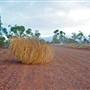 Lightning Ridge
