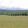 Lismore Area