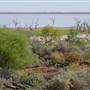 Menindee