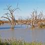 Menindee
