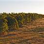 Menindee