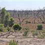 Menindee