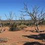 Menindee
