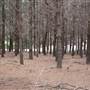 Macquarie Woods - Vittoria State Forest