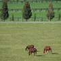 Malniri Park Stud