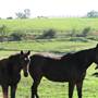 Malniri Park Stud