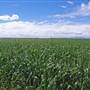 Narrabri