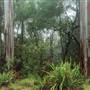 New England National Park