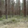 Newnes State Forest