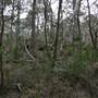 Newnes State Forest