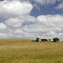 Menangle Area